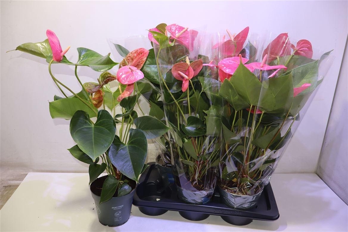 <h4>arr8 Anthu An Roze</h4>