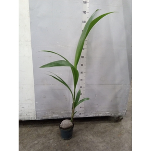 Cocos nucifera