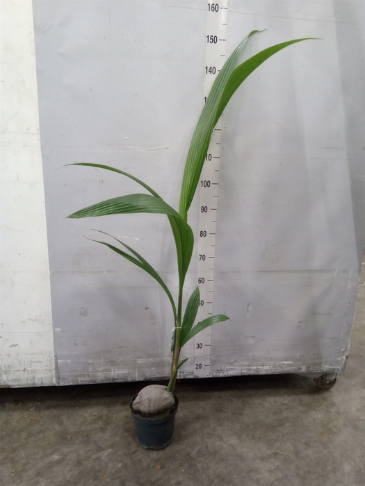 <h4>Cocos nucifera</h4>