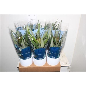 Ananas Mi Amigo In Keramiek