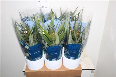 <h4>Ananas Mi Amigo In Keramiek</h4>