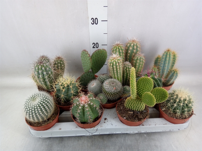 <h4>Cactus   ...mix</h4>