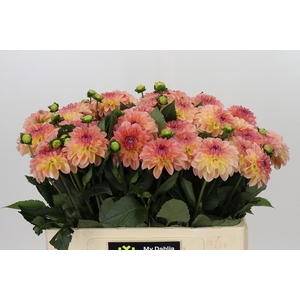 Dahlia Chanel