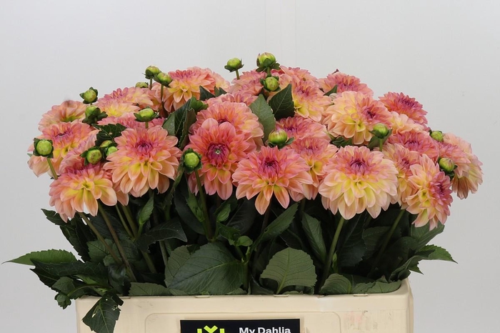 Dahlia Chanel