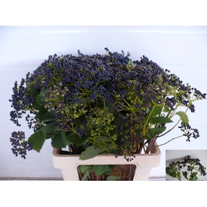 VIBUR DE BLUEBER HIL
