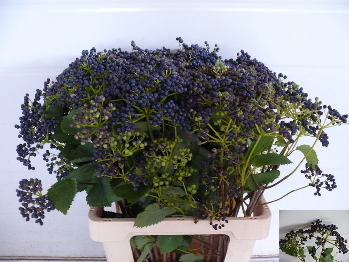 <h4>VIBUR DE BLUEBER HIL</h4>