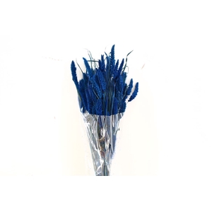 Dried Setaria Dark Blue Bunch