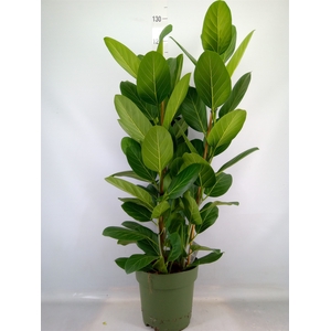 Ficus benghalensis 'Audrey'