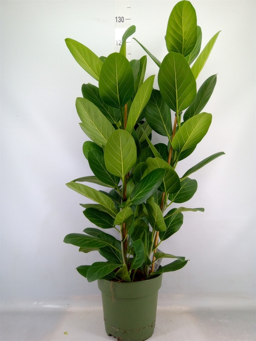 <h4>Ficus benghalensis 'Audrey'</h4>