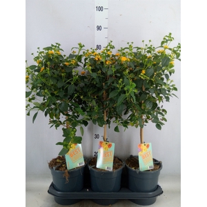 Lantana camara   ...