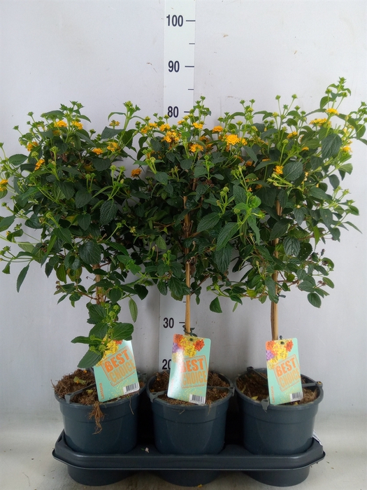 <h4>Lantana camara   ...</h4>
