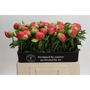 Paeonia Coral Sunset