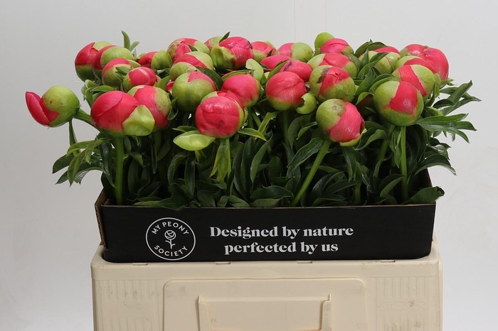 <h4>Paeonia Coral Sunset</h4>