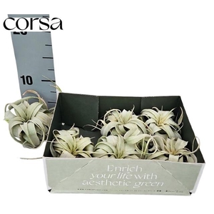 TILLANDSIA XEROGRAPH