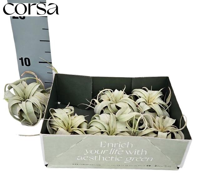 <h4>TILLANDSIA XEROGRAPH</h4>