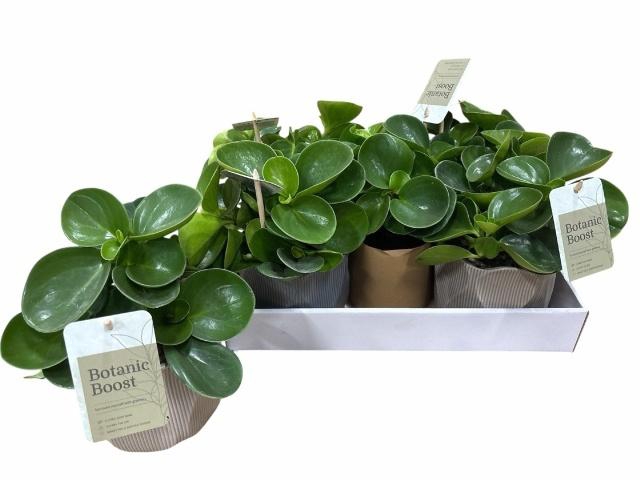 <h4>PEP OBT GREEN GOLD</h4>