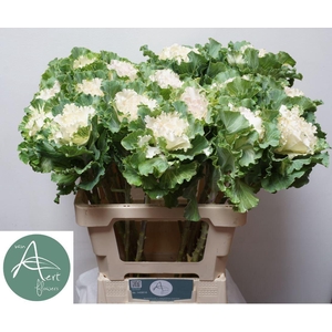 BRASS CRANE RUFFLE WHITE