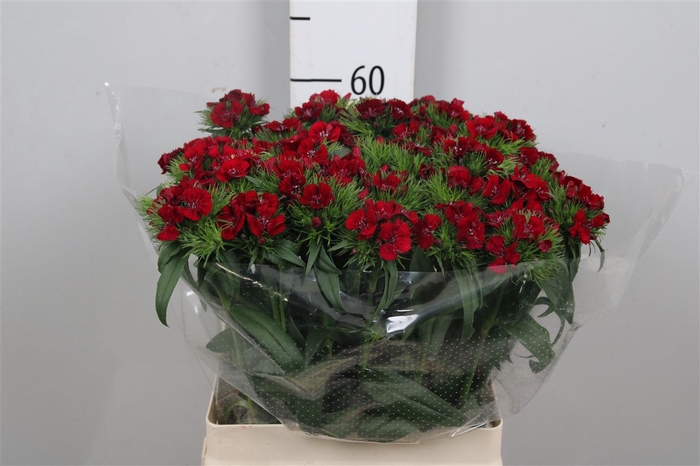 <h4>Di Barb S Will Red</h4>