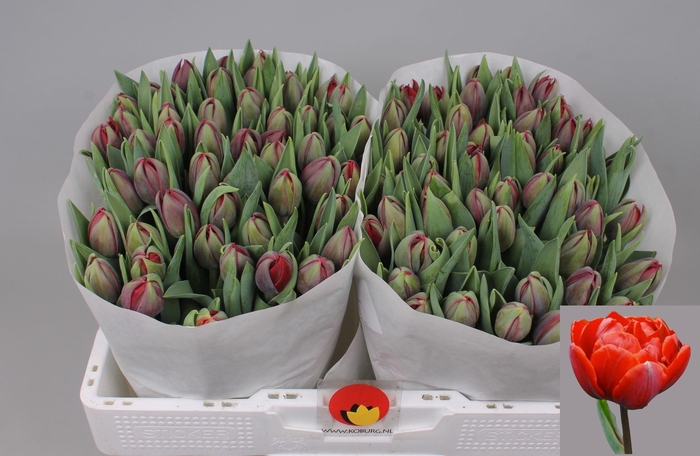 <h4>TU DU RED PRINCESS</h4>