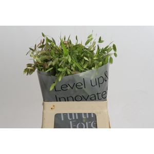 Chasmanthium latifolium