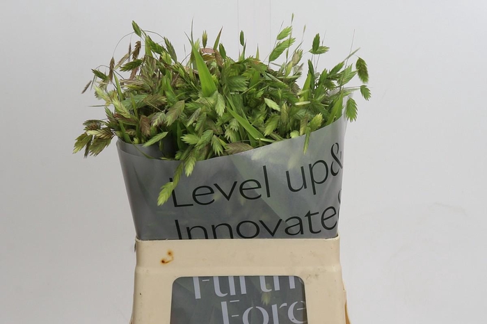 <h4>Chasmanthium latifolium</h4>