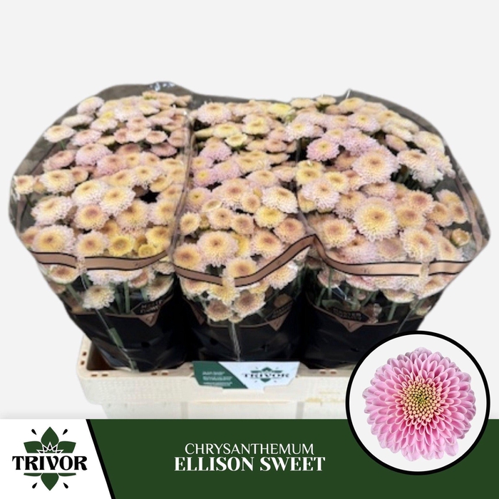 <h4>CHR SAN ELLISON SWEET CHR S ELLISON</h4>