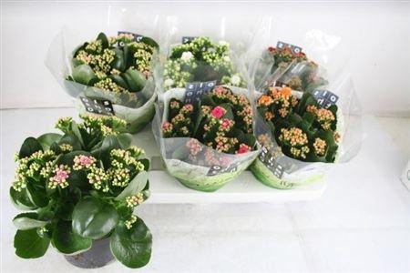 <h4>Kal Ge Gem 5 Kl</h4>