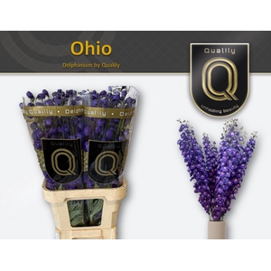 DELPH DU OHIO 80CM X40
