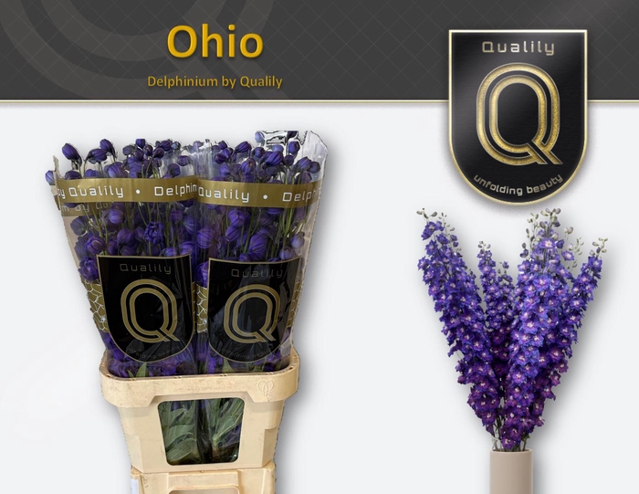 <h4>DELPH DU OHIO 80CM X40</h4>