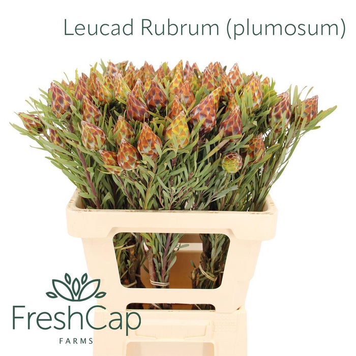 <h4>Leucad Rubrum (plumosum)</h4>