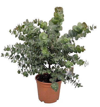 <h4>Eucalyptus Silver Dollar Bush</h4>