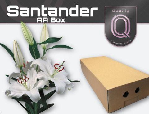 <h4>LI OR SANTANDER AA doos 4+</h4>