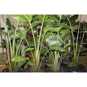 STRELITZIA P30