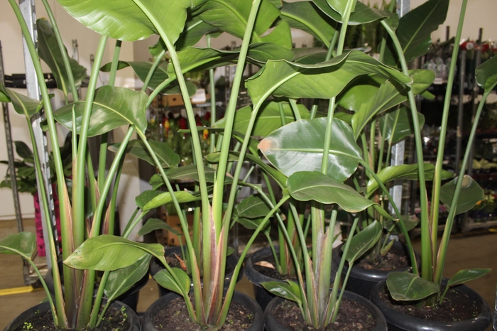 <h4>STRELITZIA P30</h4>