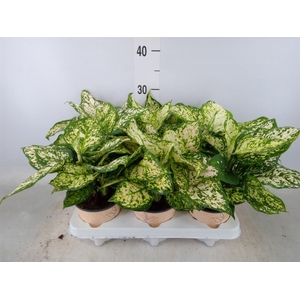 Aglaonema   ...