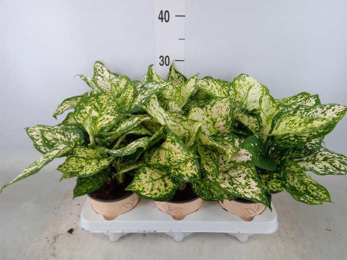 <h4>Aglaonema   ...</h4>