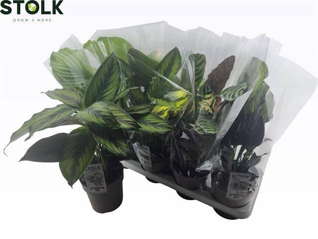 <h4>CALAT GEM 4 SRT</h4>