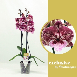 Ingrid 2-tak 60 (RIJP)