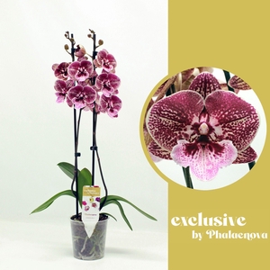 Ingrid 2-tak 60 (RIJP)