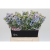 Oxypetalum Tweedia Blue