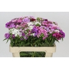 Dianthus Br Rainbow Mix