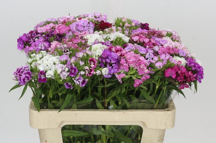 Dianthus Br Rainbow Mix