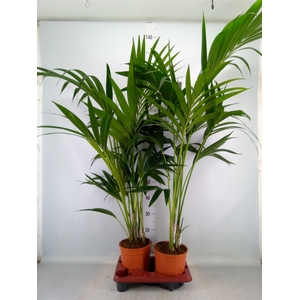 Howea forsteriana