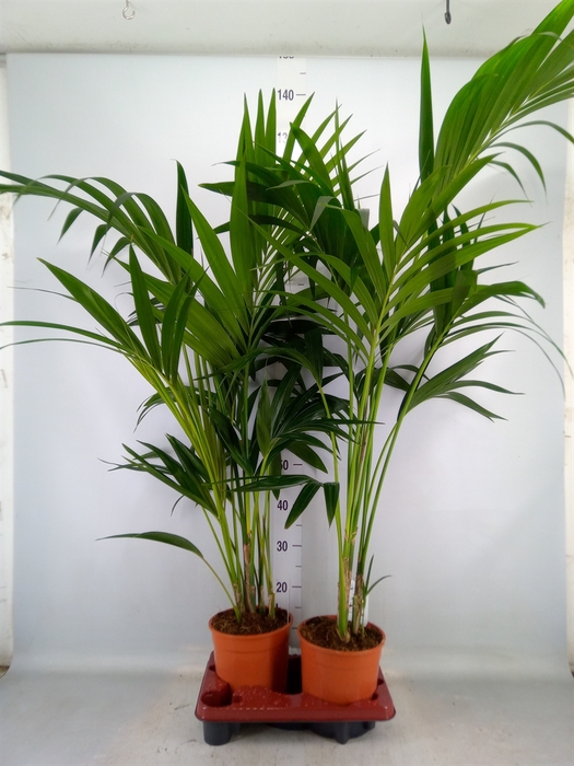 <h4>Howea forsteriana</h4>