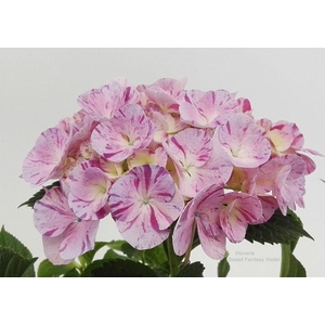 Hydrangea Hovaria Sweet Fantasy Violet