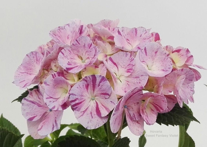 <h4>Hydrangea Hovaria Sweet Fantasy Violet</h4>