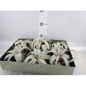 Tillandsia xerographica