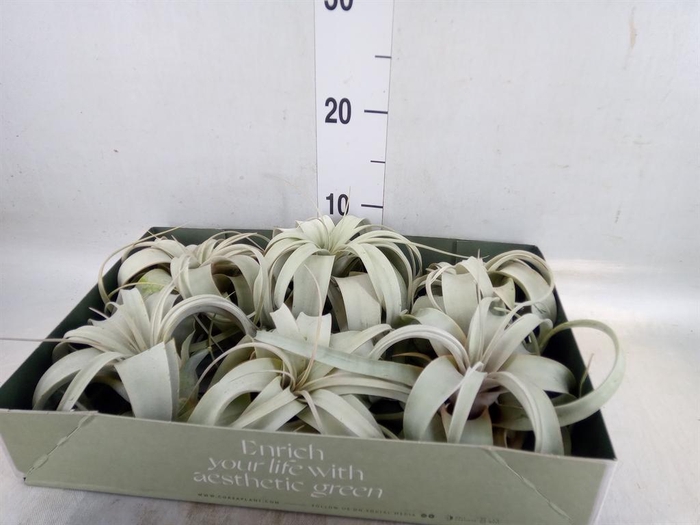 <h4>Tillandsia xerographica</h4>