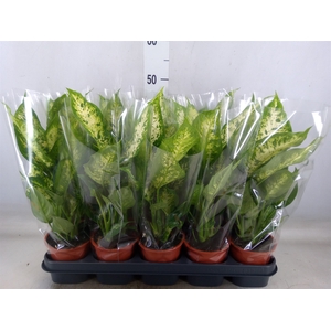 Dieffenbachia  'Compacta'