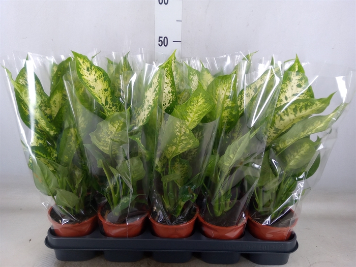 <h4>Dieffenbachia  'Compacta'</h4>